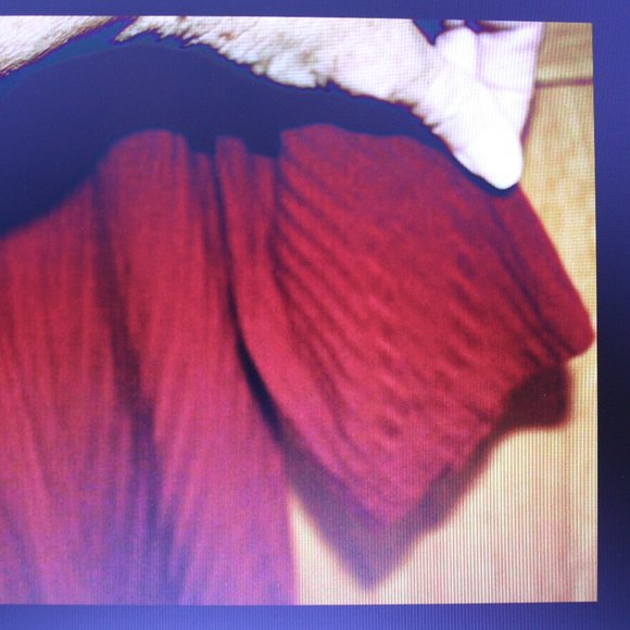 Ambiance Women's Maroon Top Cross Strap Back Sz 1X Long Sleeve - Picture 5 of 6